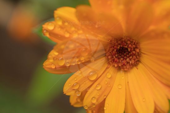 Close up shot of very beautiful garden flower just after rain shower image