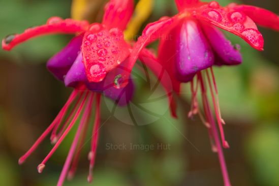 Close up of colourful fuchsia flower with rain droplets sitting on it\'s petals image