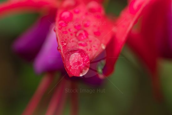 Macro shot of fuchsia flower with large rain droplet sitting on very edge of petal image