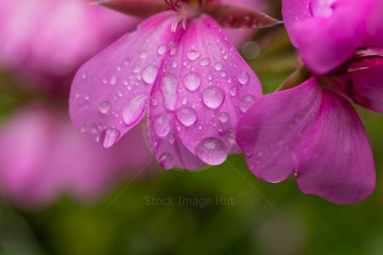 A very vibrant pink coloured garden flower with rain drops sitting as little bubbles on it\'s petal