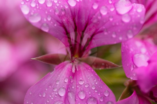 Beautiful pink geranium garden flower with rain droplets sitting on petals