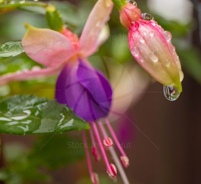 Fuchsia in the Rain