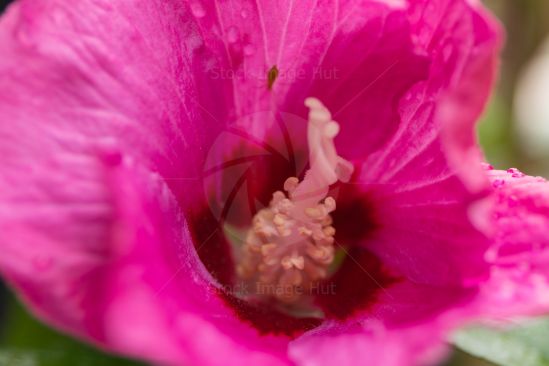 Macro shot of inside a beautiful bright pink flower. You can even see an inset hanging to underside of petal image