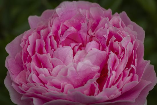 Close up of a vibrant pink peony rose in full bloom image