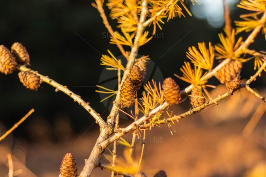 Pine cones in late autumn/fall sunshine