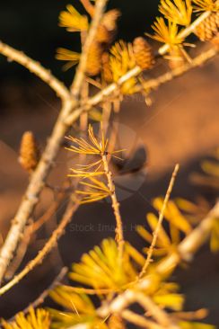 Close up of golden brown pine needles in autumn/fall