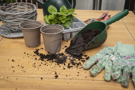 Potting plants in time for spring