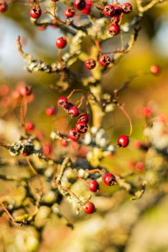 Last of the red berries hanging on tree as winter sets in