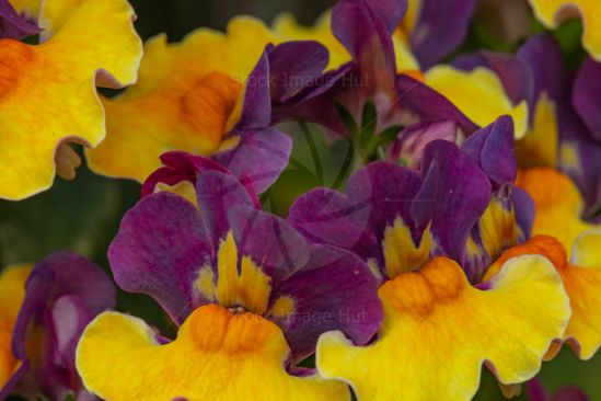 Macro Shot Of Garden Plant