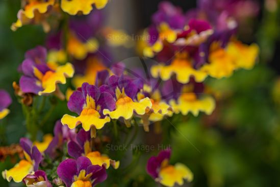 Vibrant colours of the beautiful rhubarb and custard garden plant image