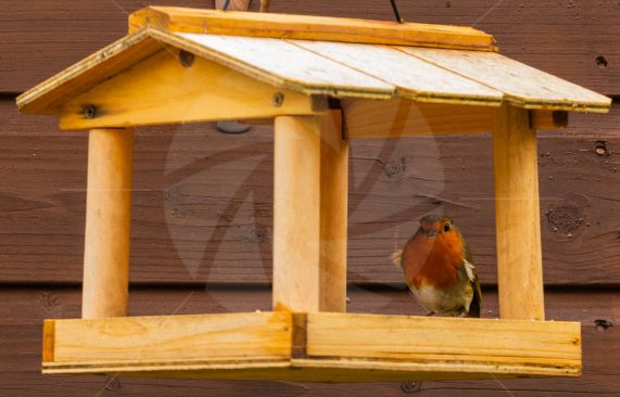 A little robin feeding from bird house in back garden
