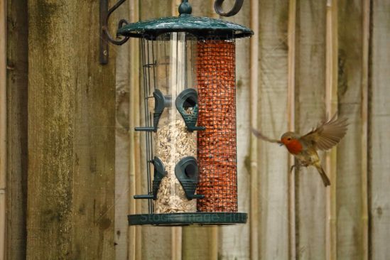 A little robin coming in to feed