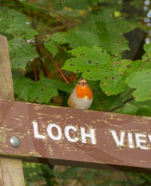 Robin redbreast sitting on signpost in woodlands image