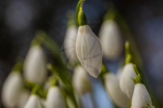 Close up of snowdrops in winter image