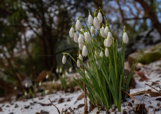 Snowdrops in Winter