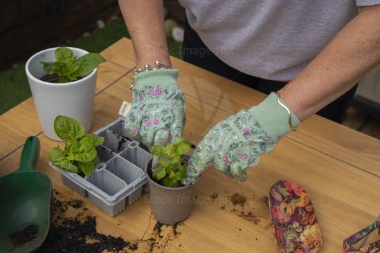 Woman planting flowers on wooden table