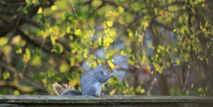 Squirrel eating peanuts in early morning sunshine