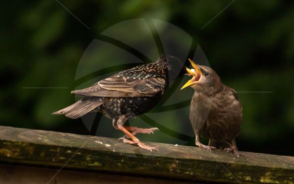 Mum starling feeding her hungry chick image