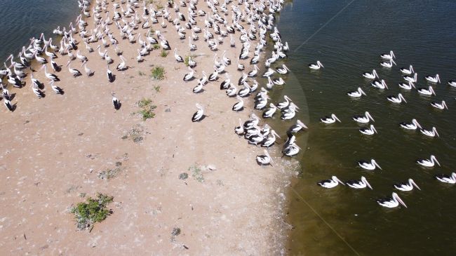 Drone shot of Pelicans gathering at water edge in Queensland, Australia