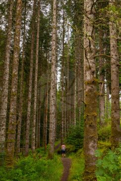 A hiker walking on woodland path among huge trees