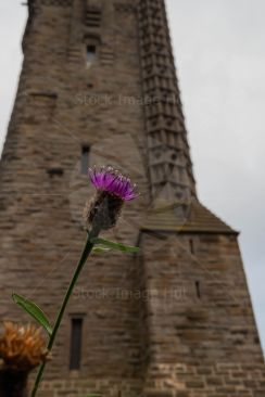 A Scottish thistle growing in front of the Wallace Monument, Stirling