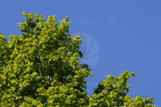 Beautiful contrast between bright green leaves and clear blue sky image