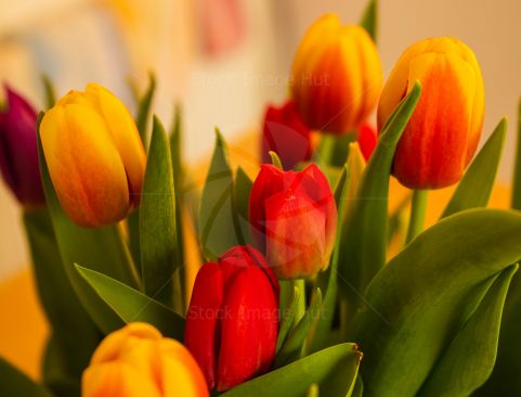 Vibrant colours of red and yellow Tulips image