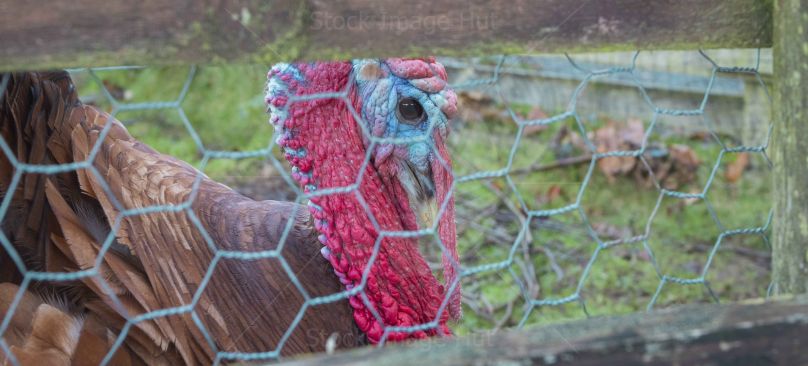 A curious turkey getting a good look