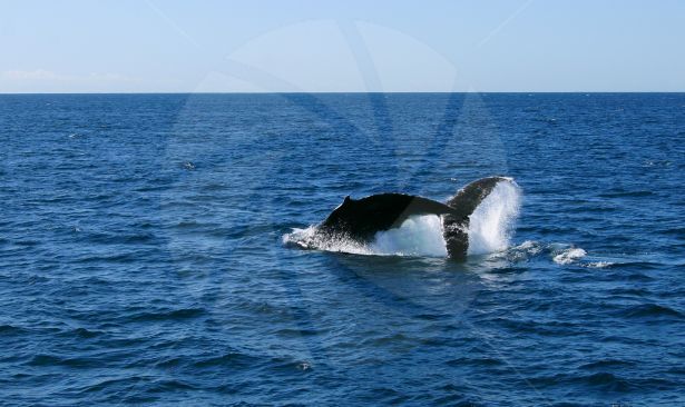 Whale spotting off the Gold Coast, Australia