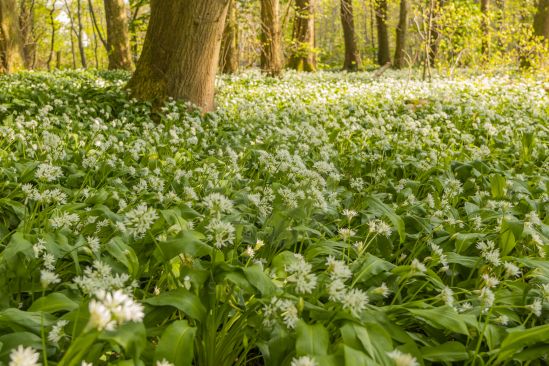 Woodland floor covered in wild garlic during spring image