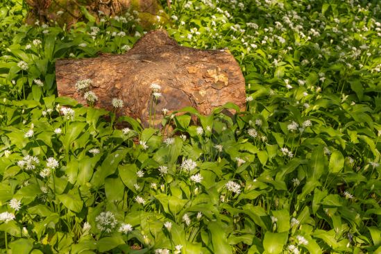 Wild garlic growing all around an old tree log image