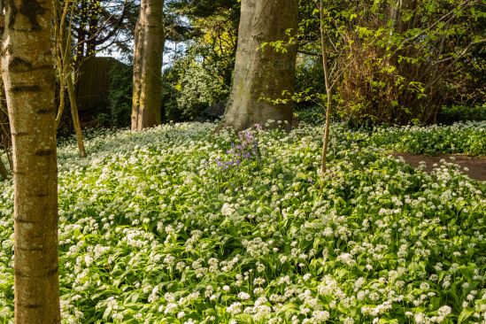 Forest floor in springtime with wild garlic completely covering the ground image