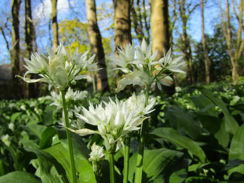 Wild garlic flowering in early Spring sunshine