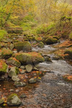 Small river in late autumn/fall scattered with fallen leaves showing fantastic autumnal colours
