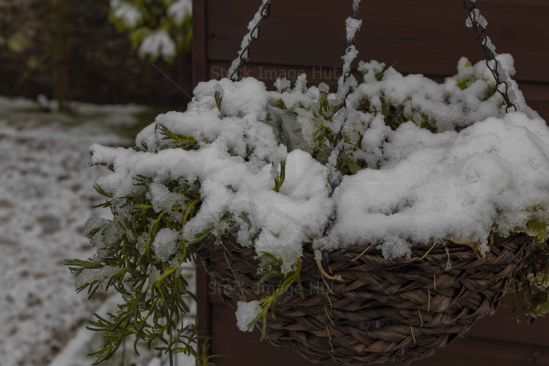 A cold winter morning with fresh snow lying on plant pot in garden image
