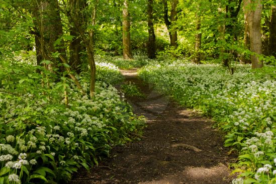Beautiful woodland walk through wild garlic in spring sunshine
