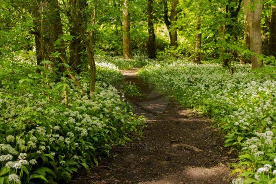 Beautiful woodland walk through wild garlic in spring sunshine image