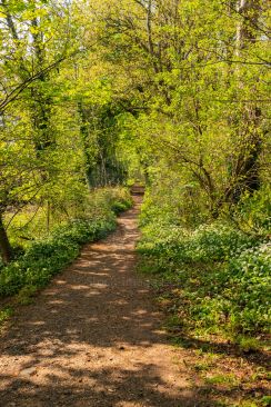 Lovely walk through wooded area during a beautiful summer day image