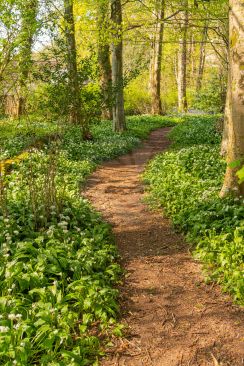 Spring sunshine streaming through the trees during a woodland walk image