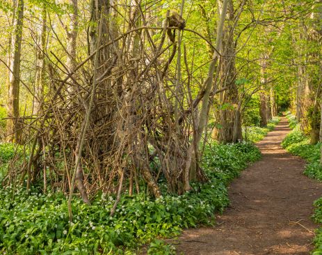 A beautiful woodland walk in spring sunshine image