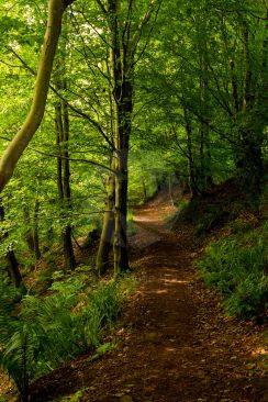 A stroll through beautiful woodland on a summers day