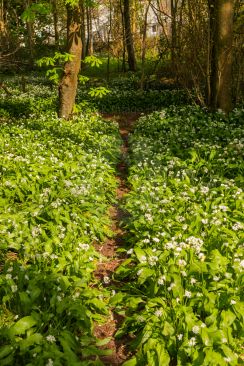 Woodland In Spring