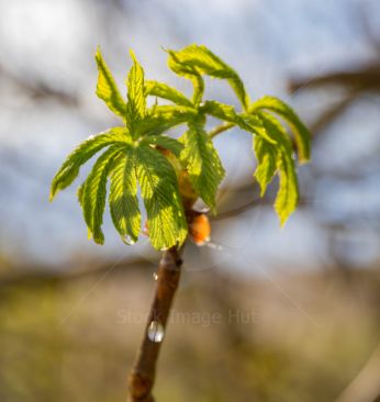 A young chestnut leaf at the start of spring